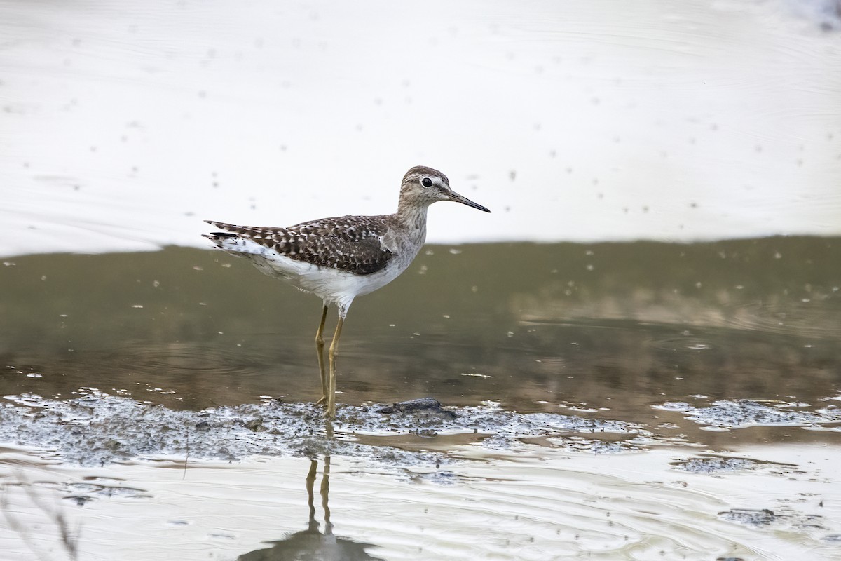 Wood Sandpiper - ML616358232