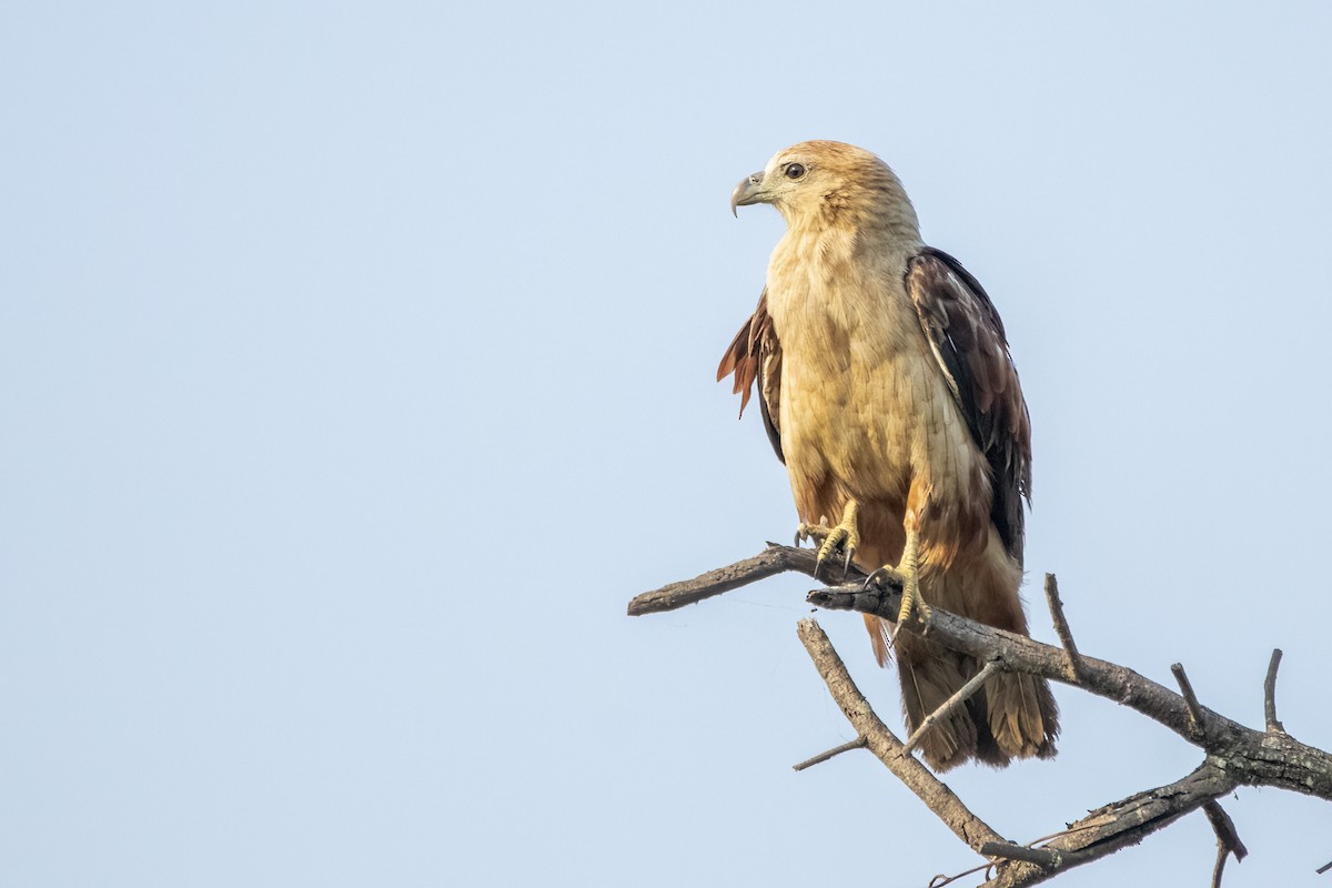 Brahminy Kite - ML616358240