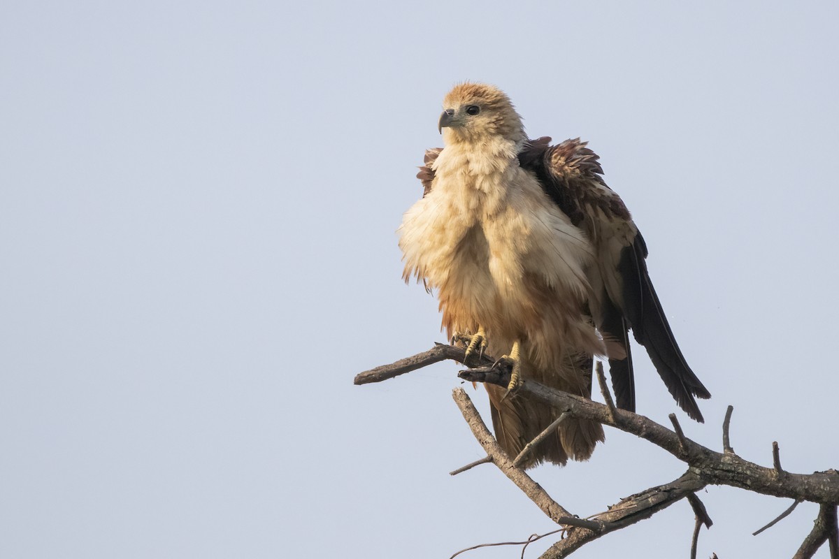 Brahminy Kite - ML616358241