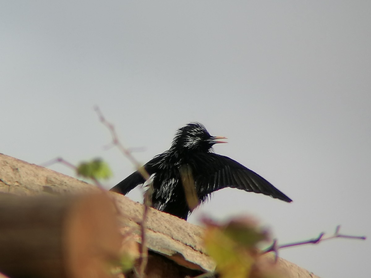 Spotless Starling - ML616358244