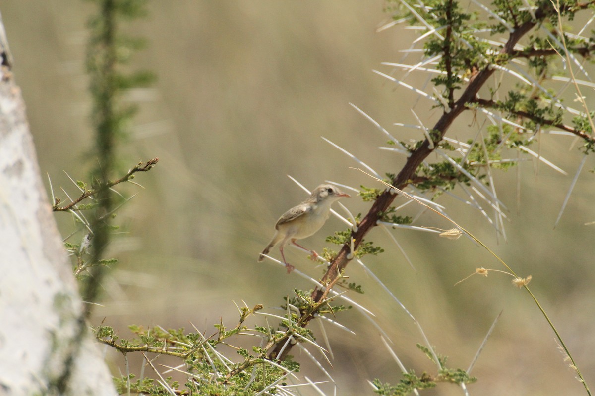 Desert Cisticola - ML616358246