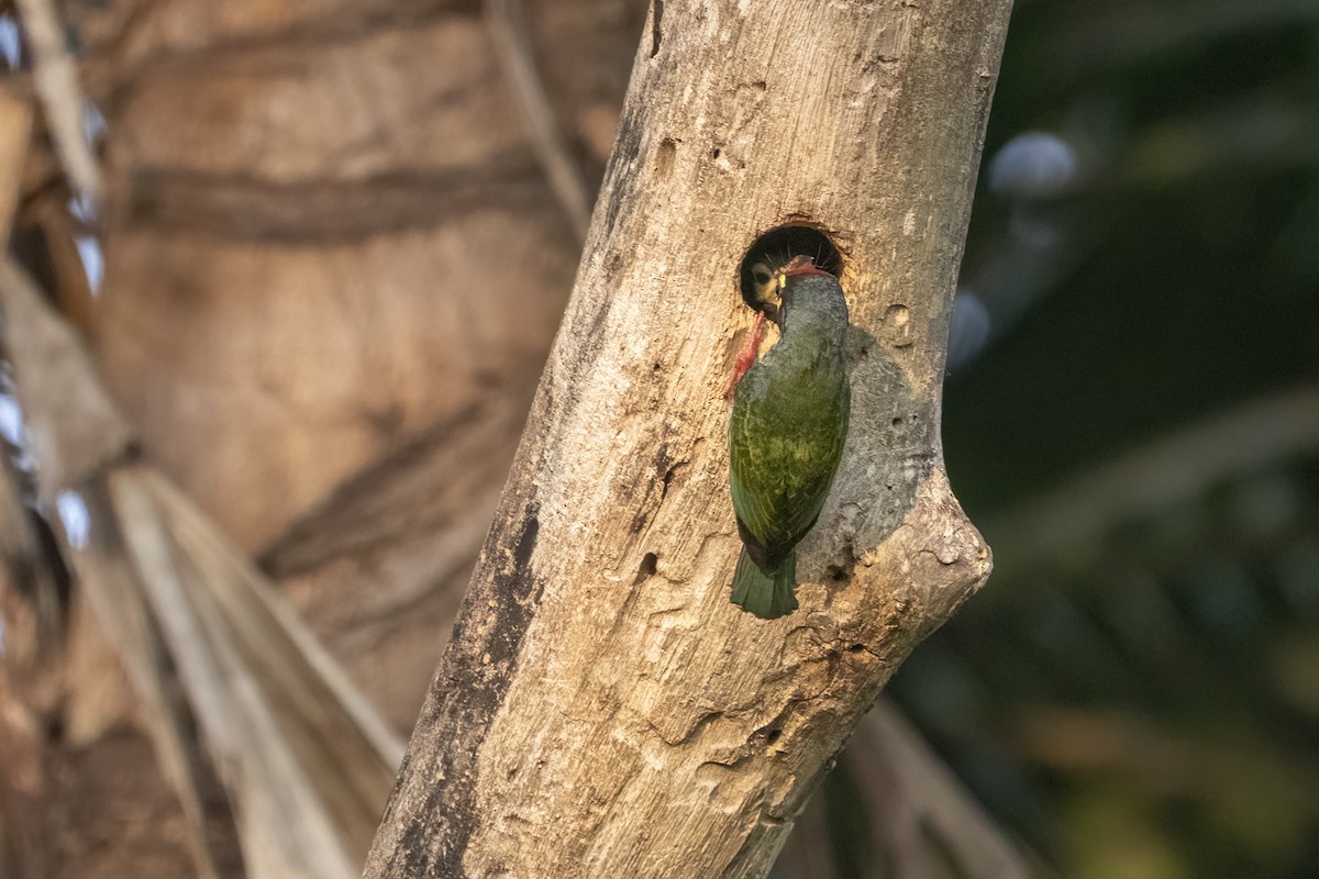 Coppersmith Barbet - Ravi Jesudas