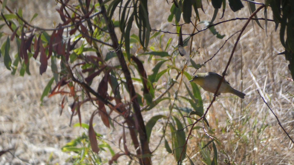 Graumantel-Brillenvogel - ML616358261