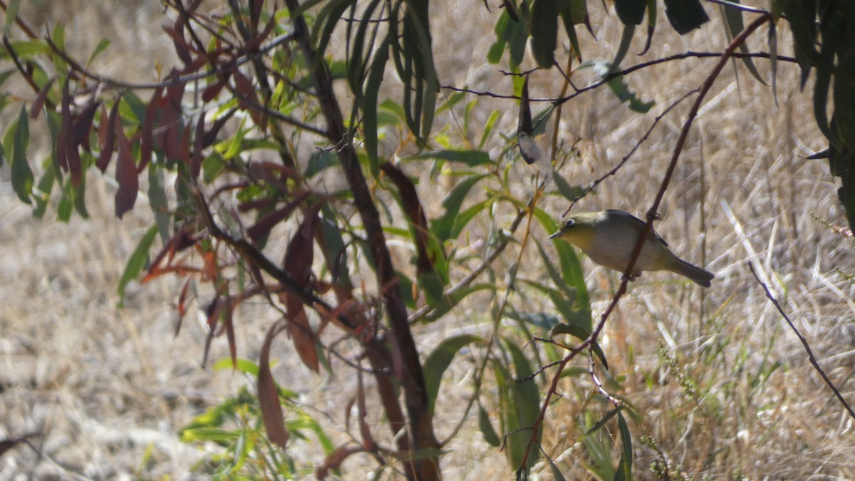 Silvereye - ML616358261