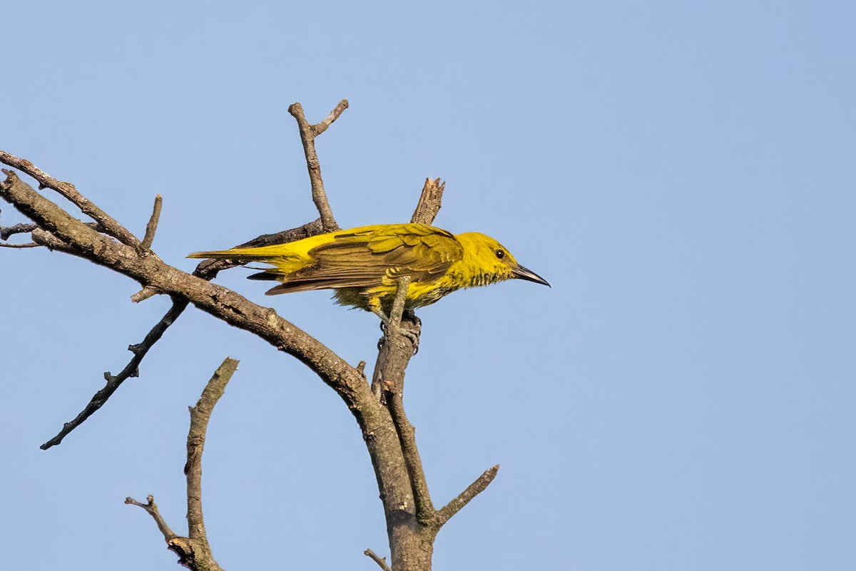 Indian Golden Oriole - Ravi Jesudas