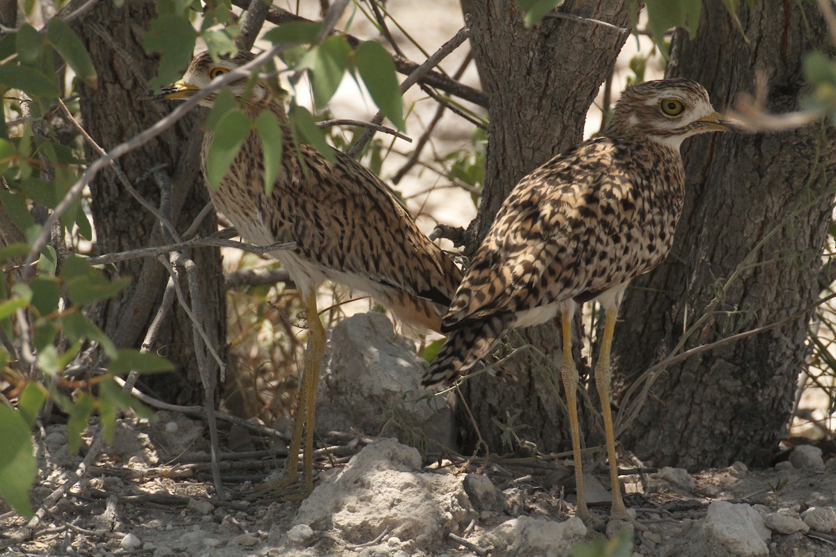 Spotted Thick-knee - ML616358267
