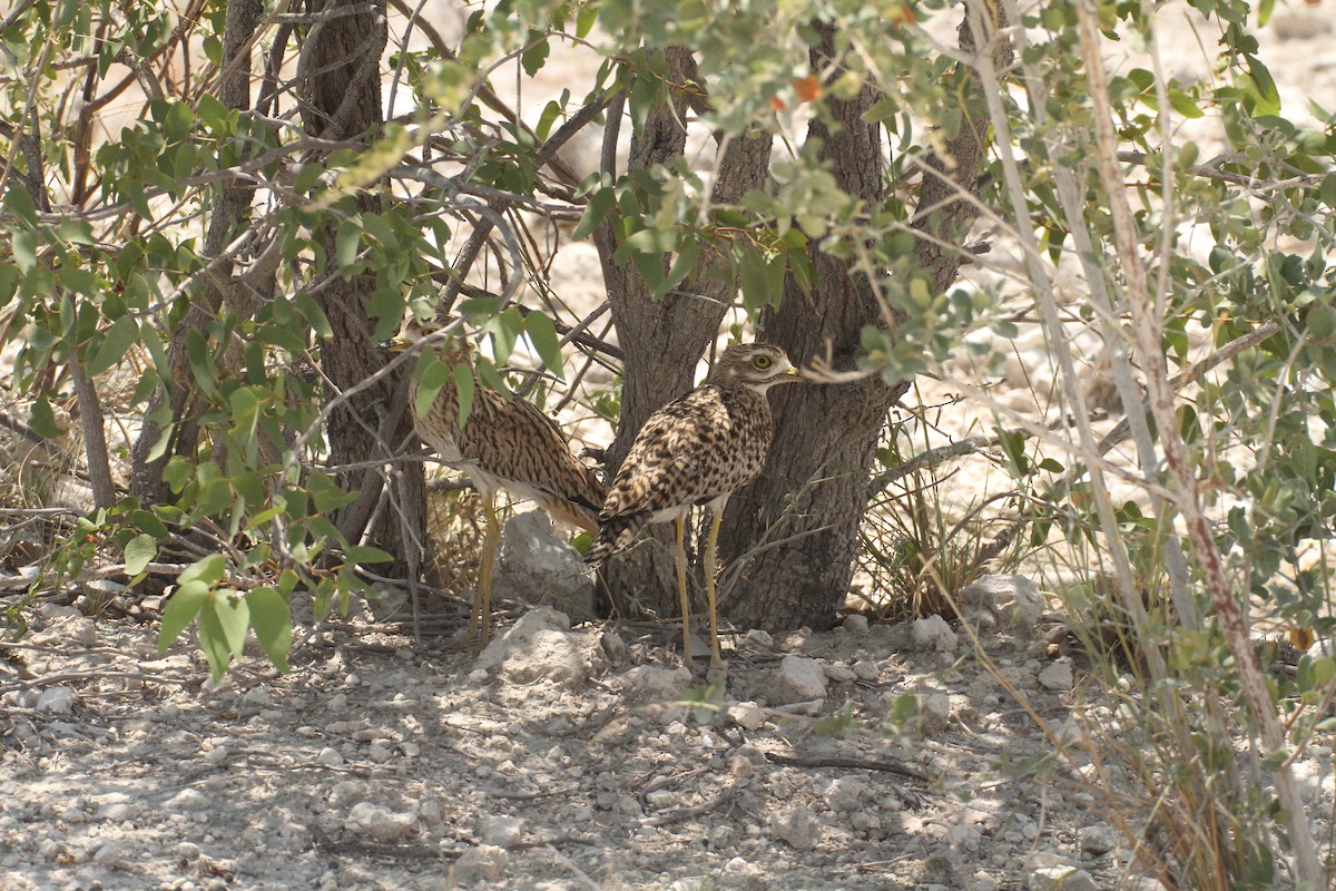 Spotted Thick-knee - ML616358273
