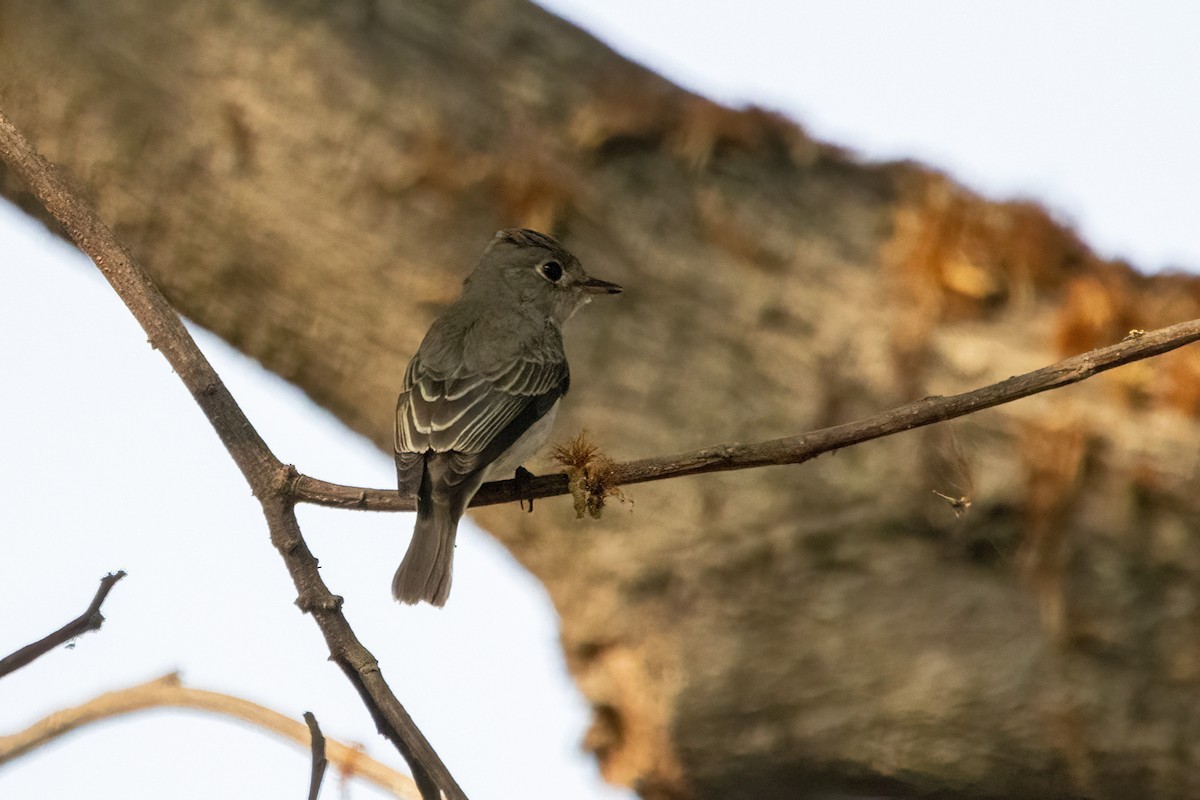 Asian Brown Flycatcher - Ravi Jesudas