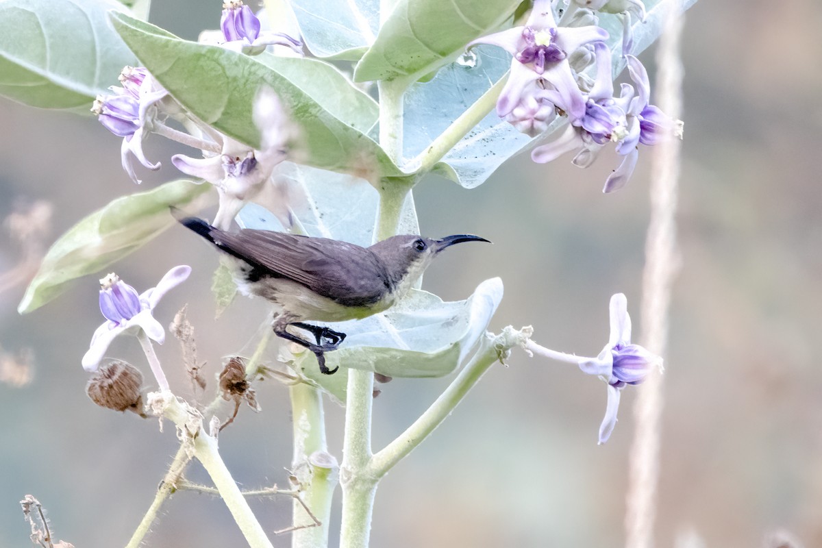 Purple Sunbird - ML616358286