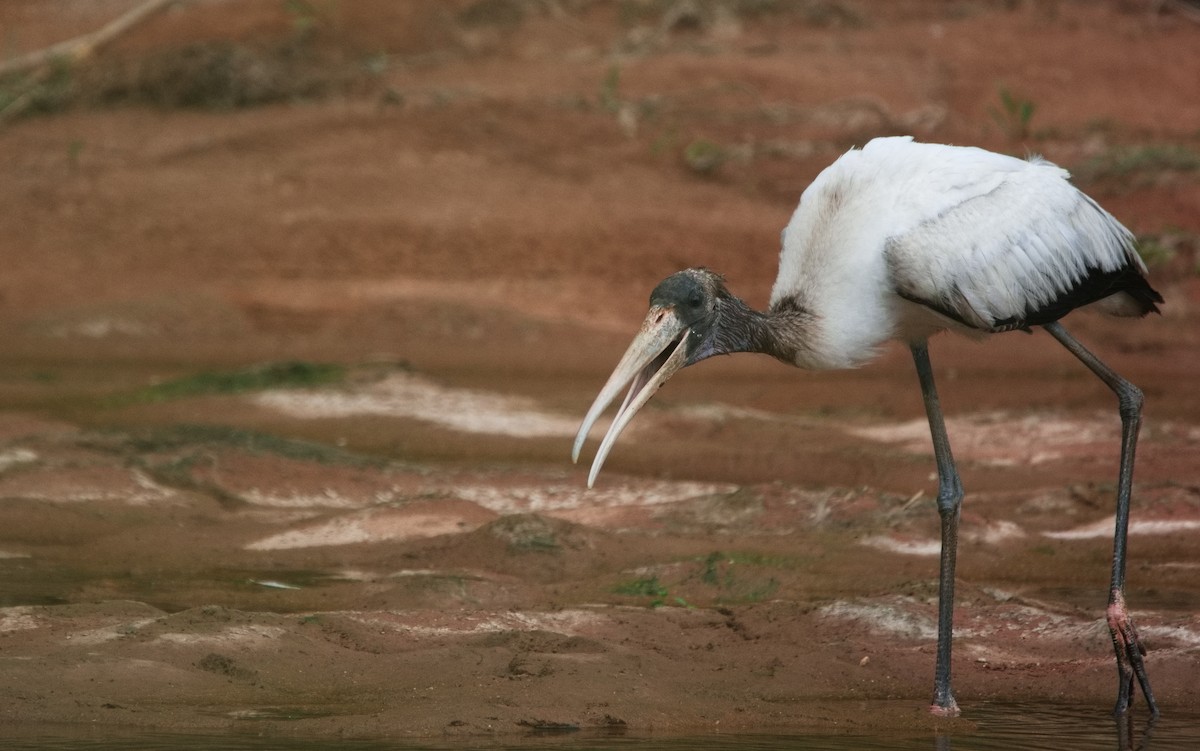 Wood Stork - ML616358368