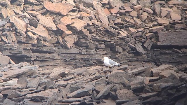 Ring-billed x Lesser Black-backed Gull (hybrid) - ML616358373