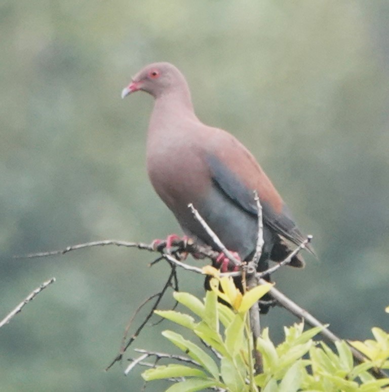 Peruvian Pigeon - ML616358383