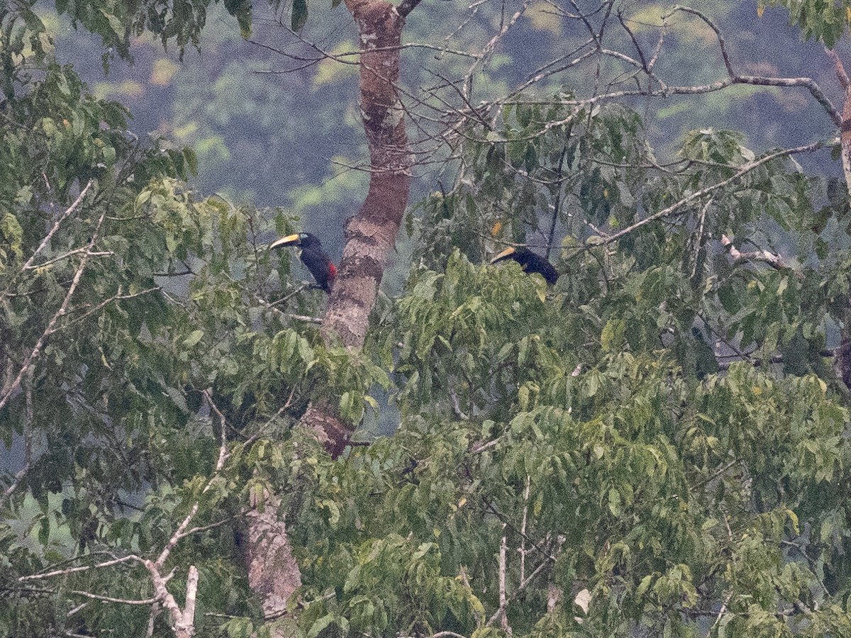 Many-banded Aracari - ML616358401