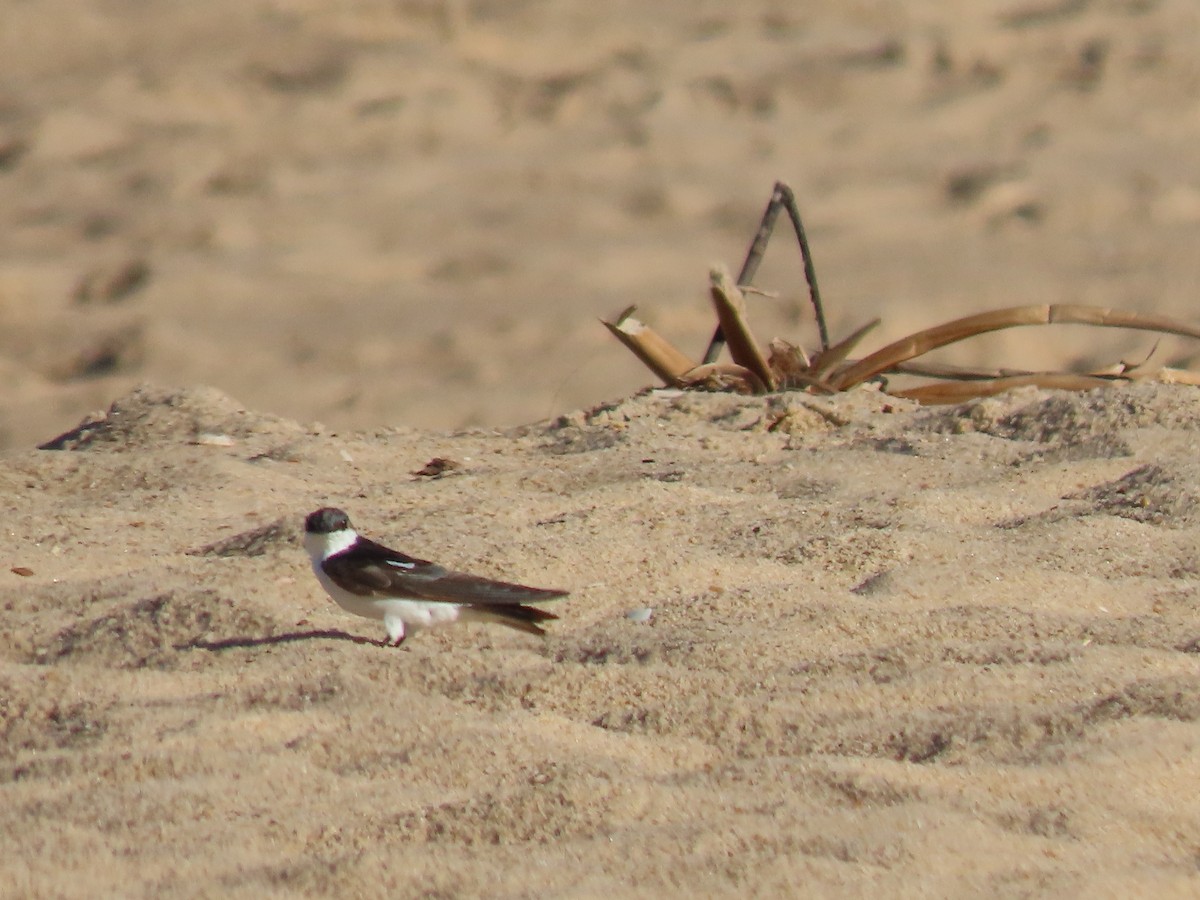 vlaštovka bělobřichá - ML616358438