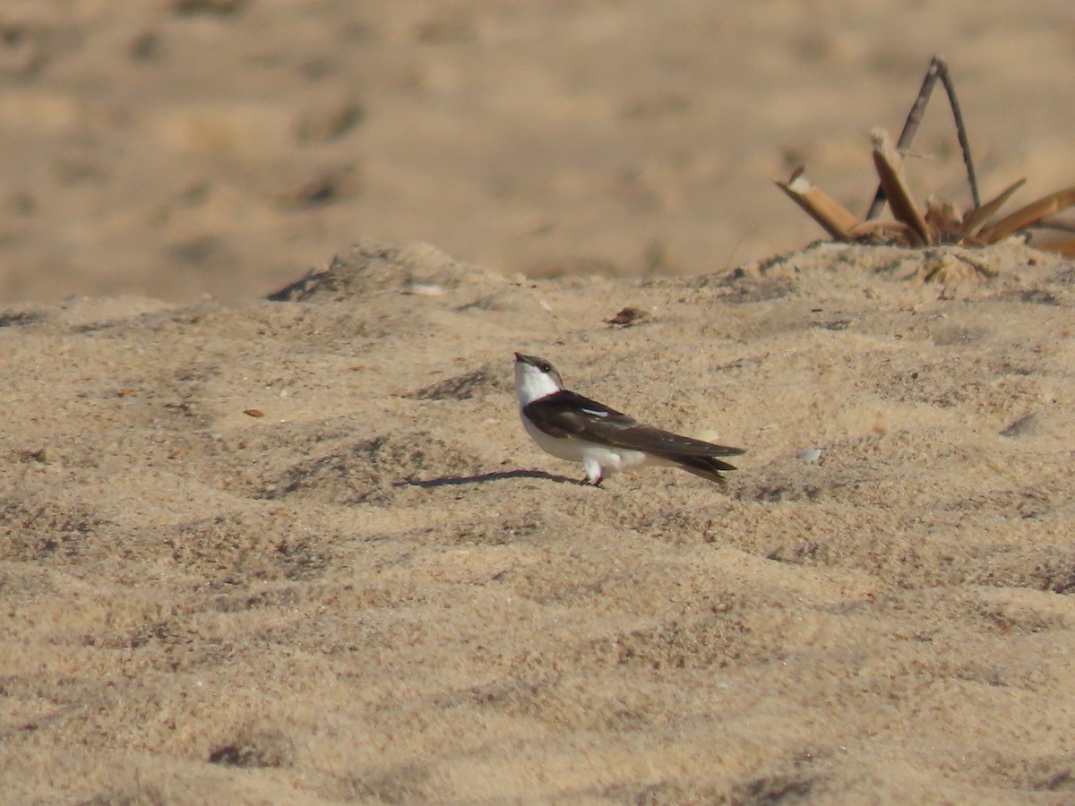 vlaštovka bělobřichá - ML616358439