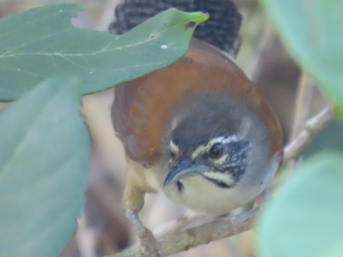 Moustached Wren - ML616358492