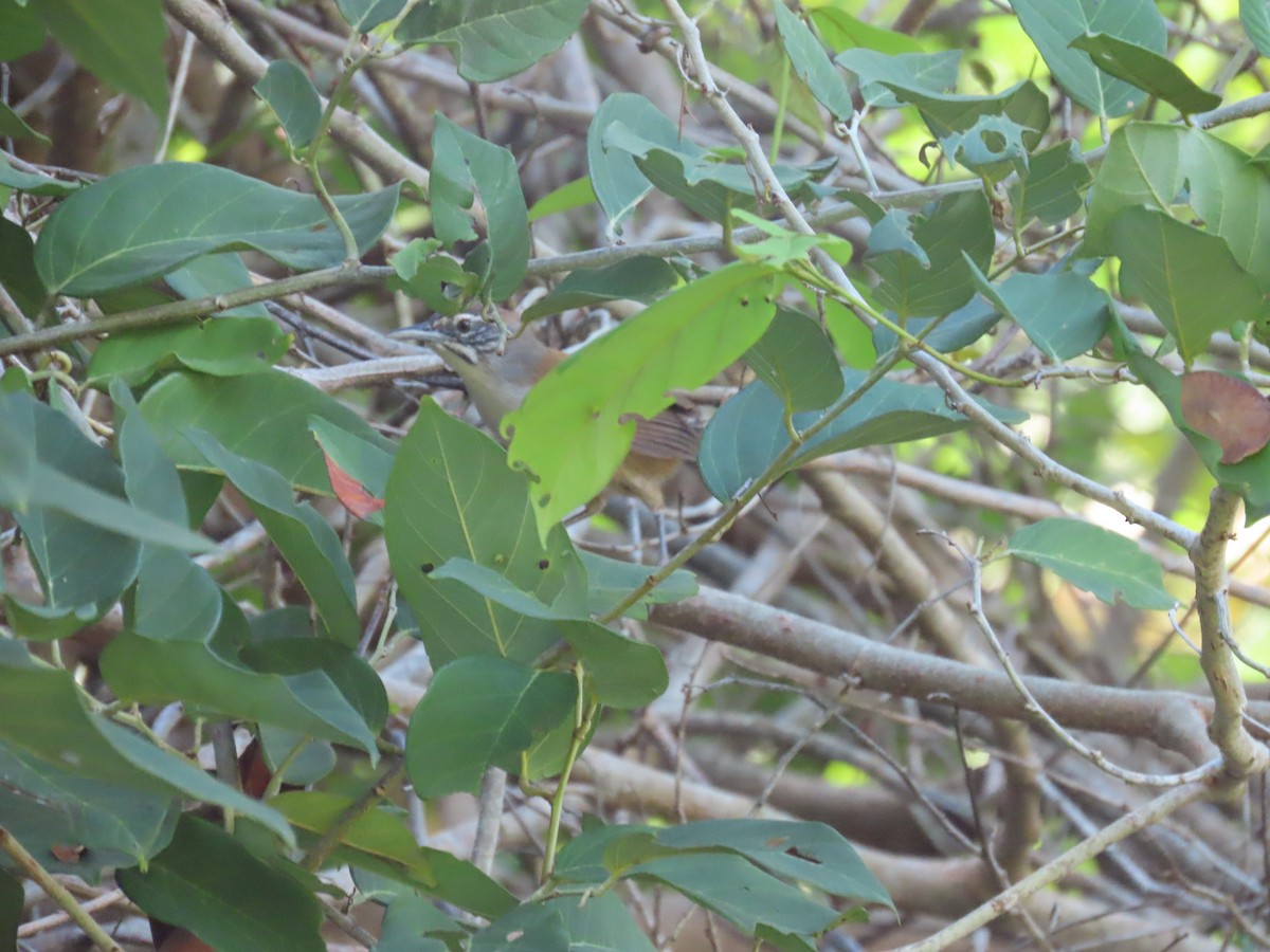 Moustached Wren - ML616358493