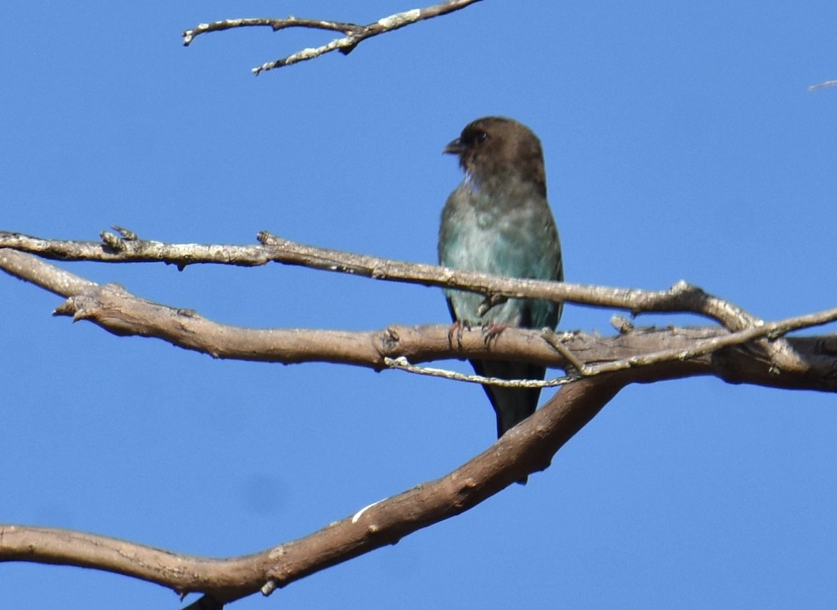 Dollarbird - ML616358507