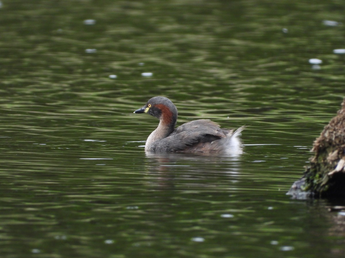 Australasian Grebe - Irene Daniel