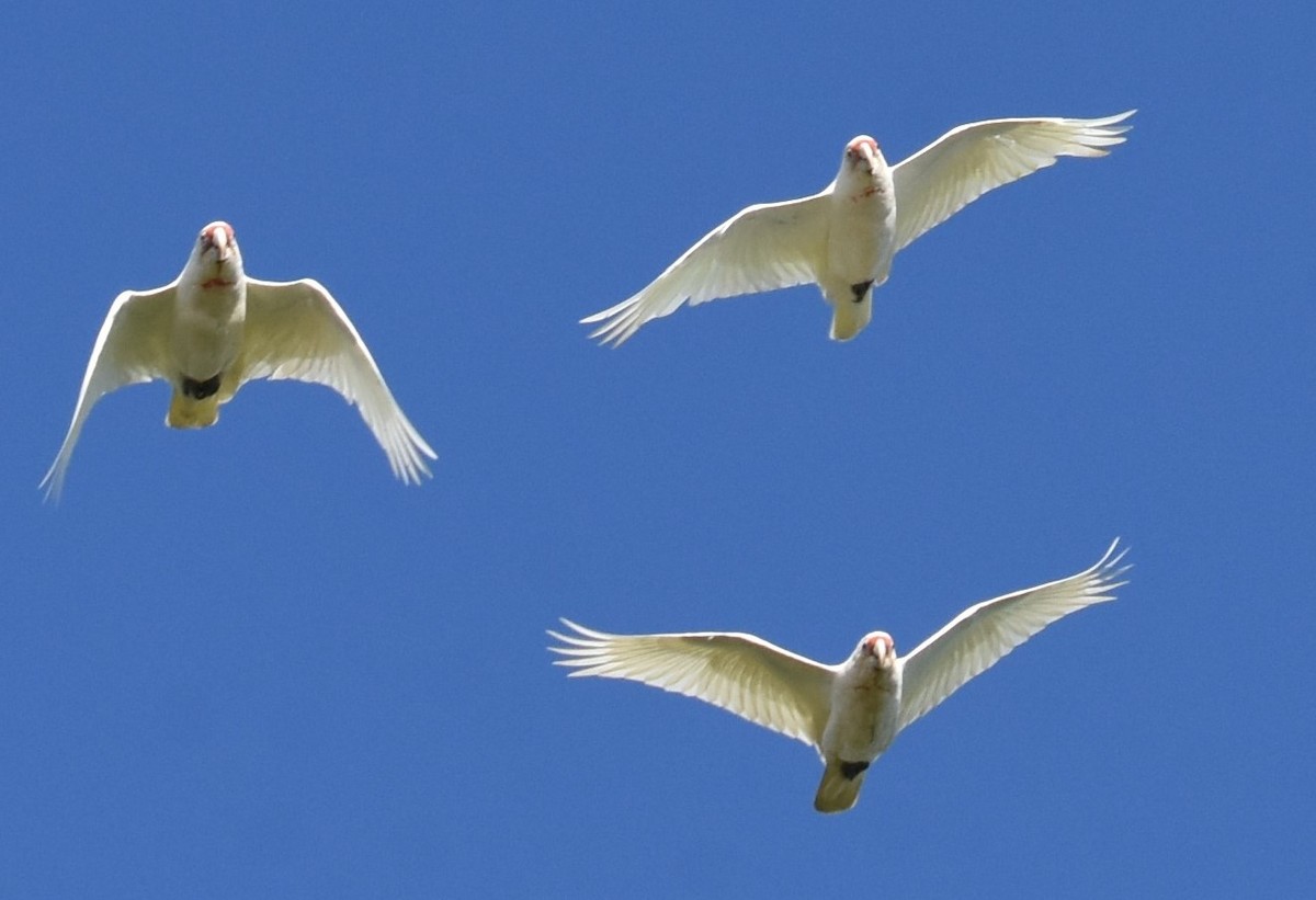 Long-billed Corella - Mark Tarnawski