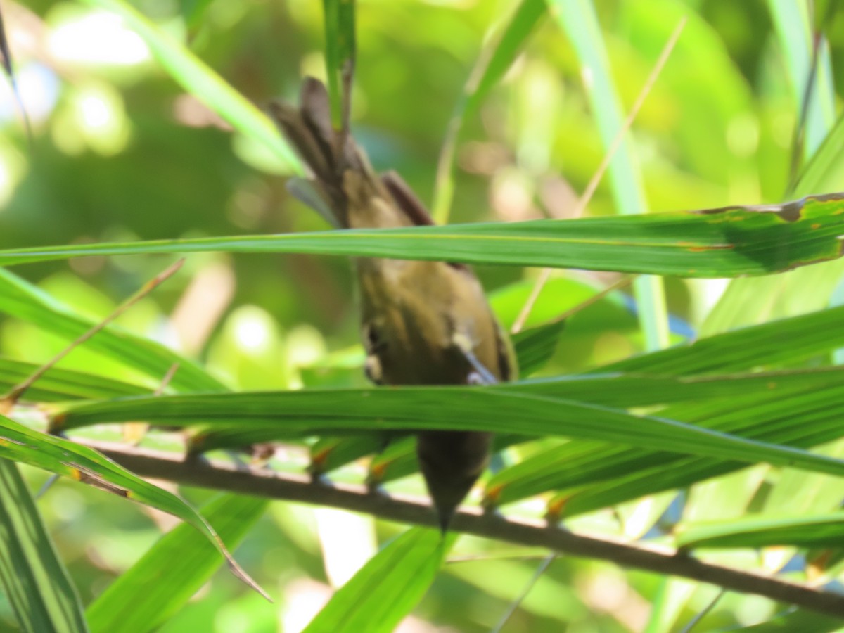 Palm Tanager - ML616358531