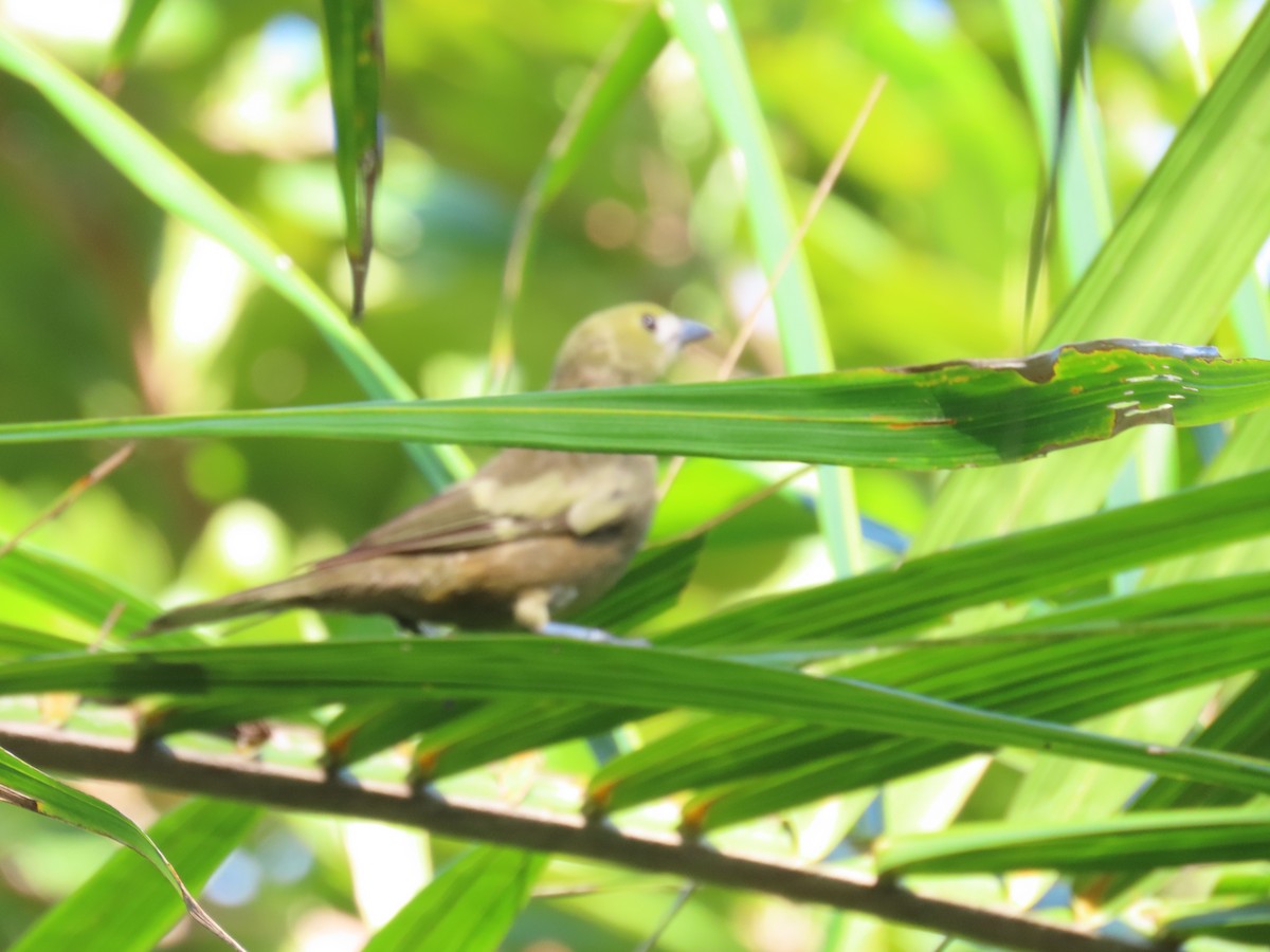 Palm Tanager - ML616358532