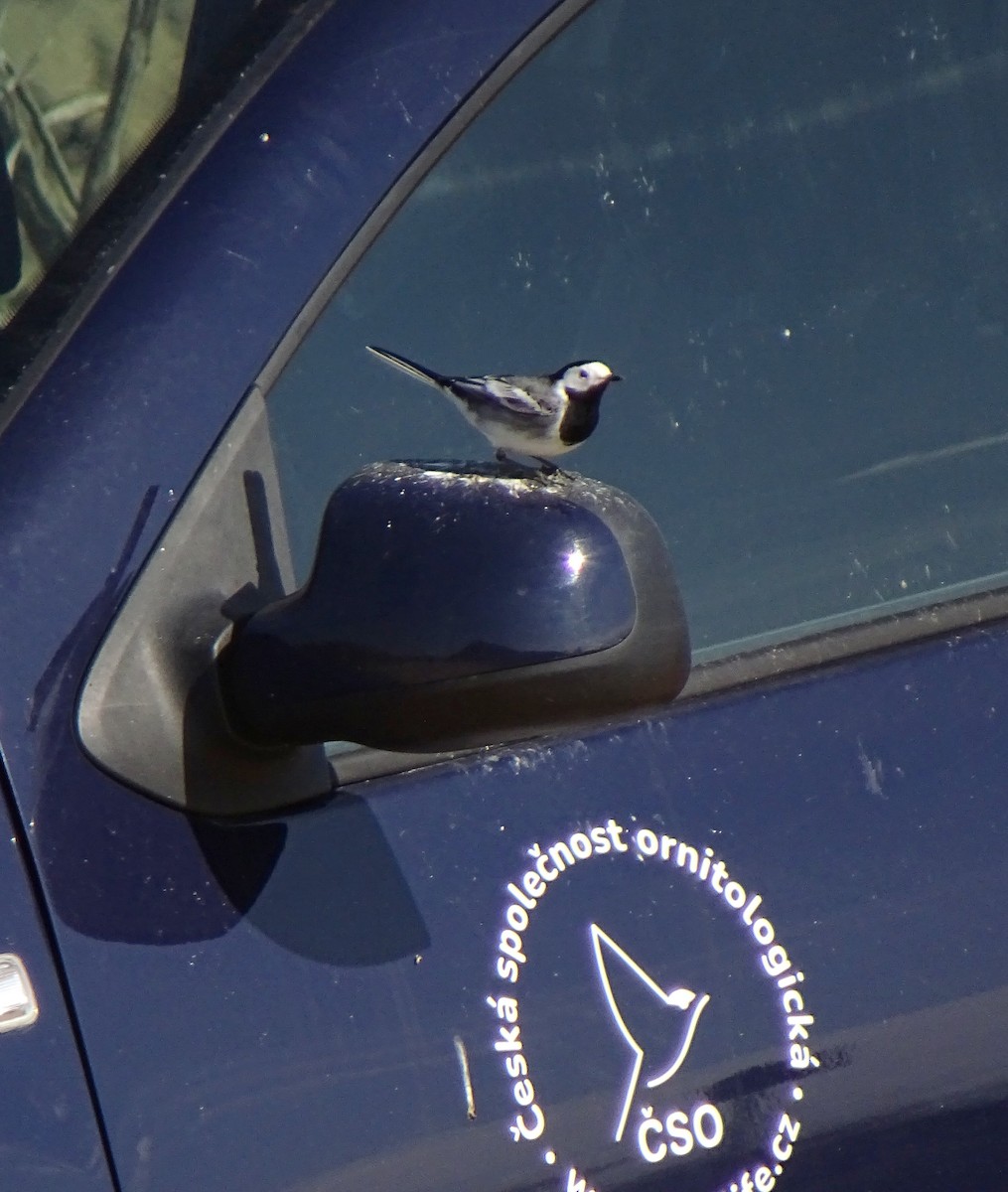 White Wagtail - Igor Uřinovský