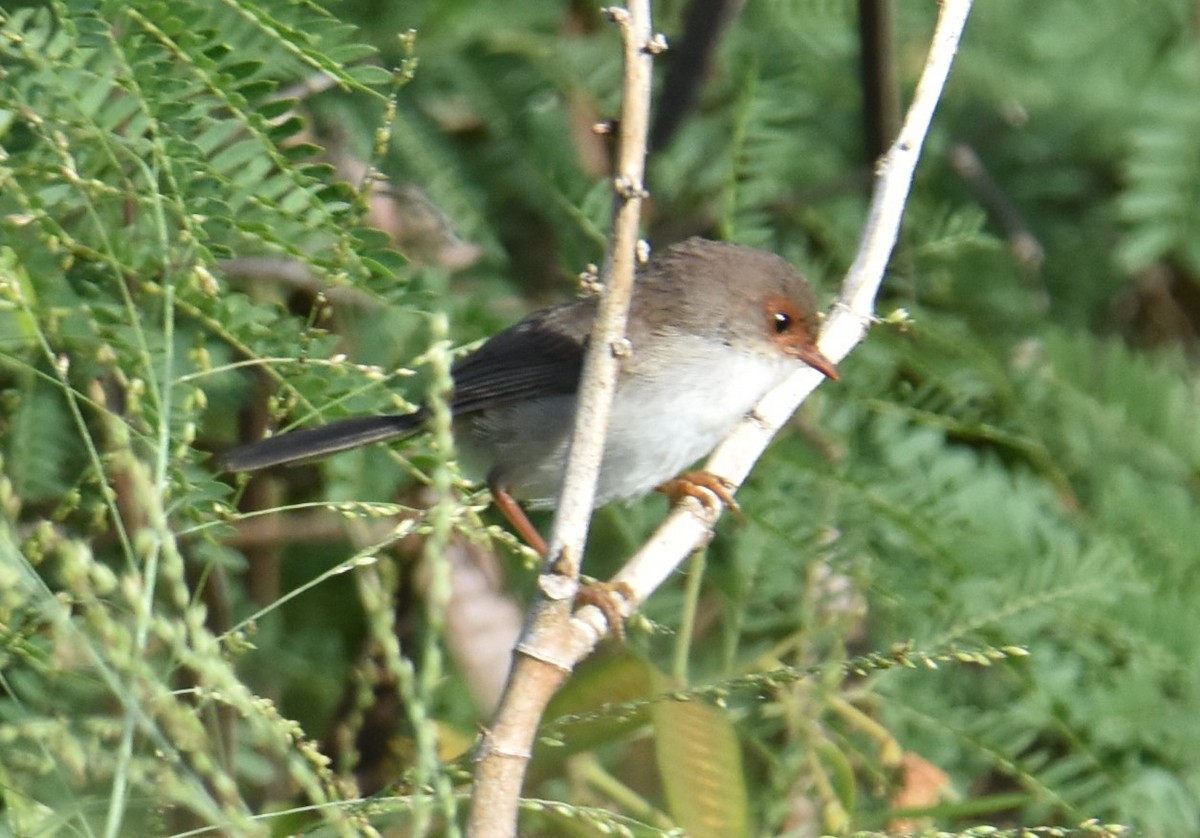 Superb Fairywren - Mark Tarnawski