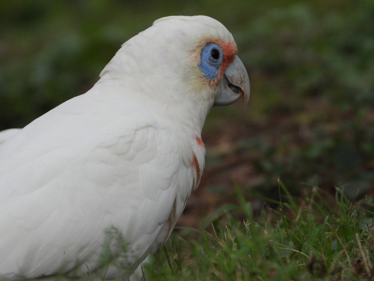 Long-billed Corella - ML616358562