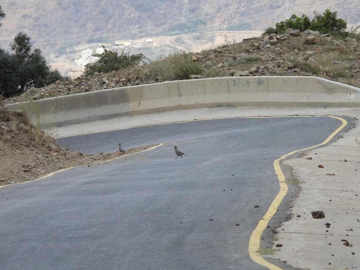 Arabian Partridge - ML616358566