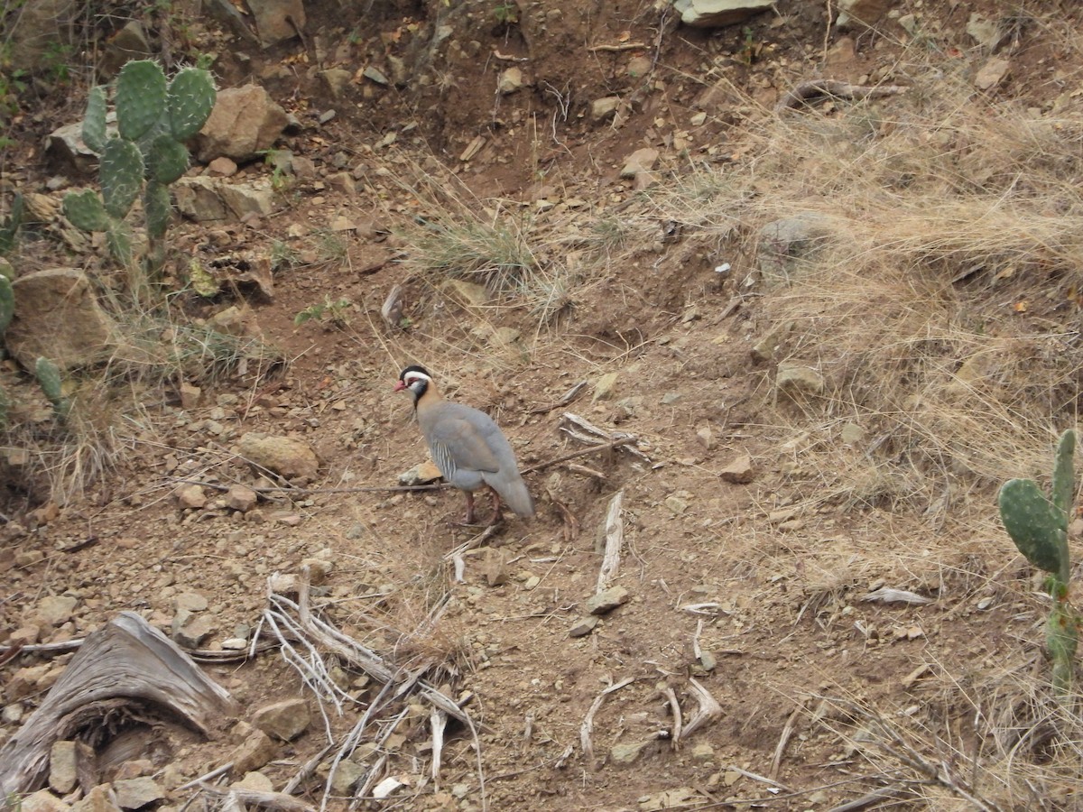 Arabian Partridge - ML616358573