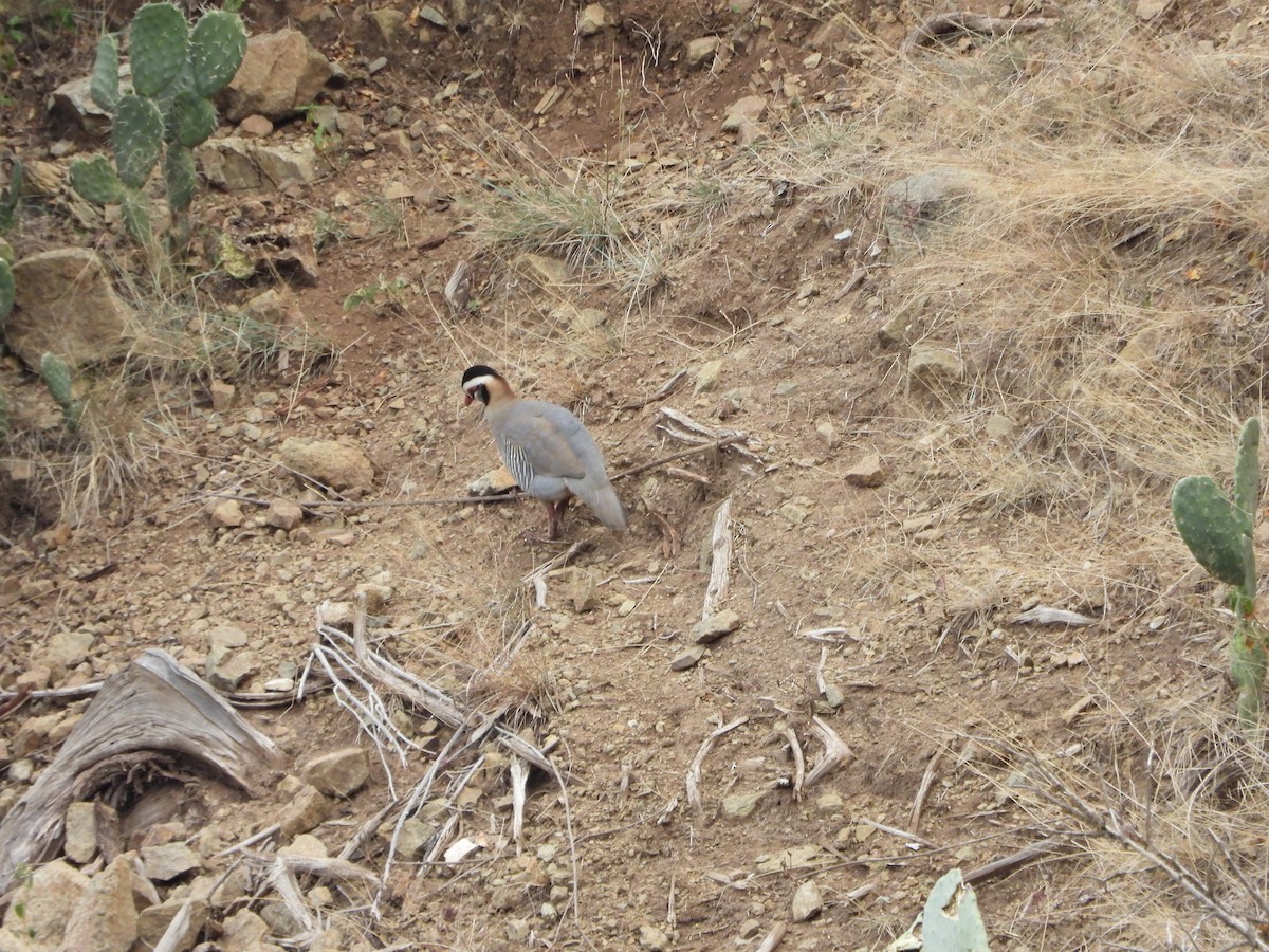 Arabian Partridge - ML616358575