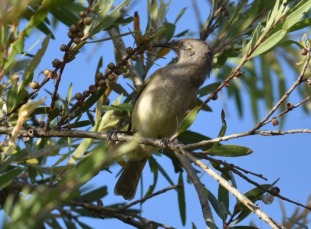 Brown Honeyeater - Mark Tarnawski