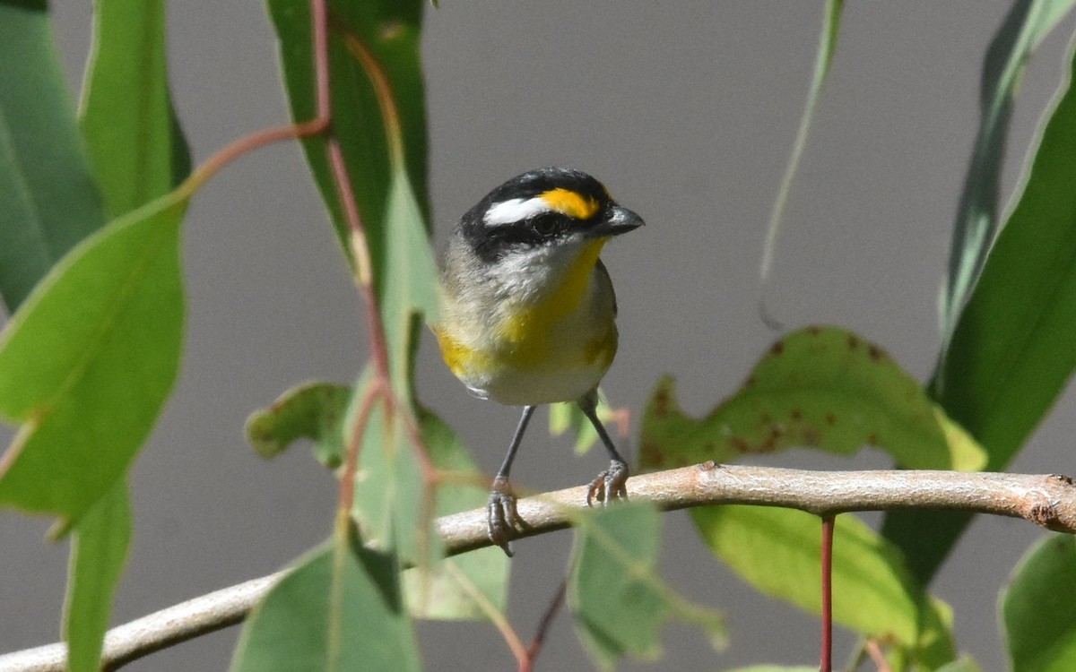 Striated Pardalote - Mark Tarnawski