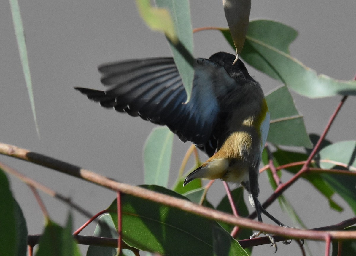 Streifenpanthervogel - ML616358587