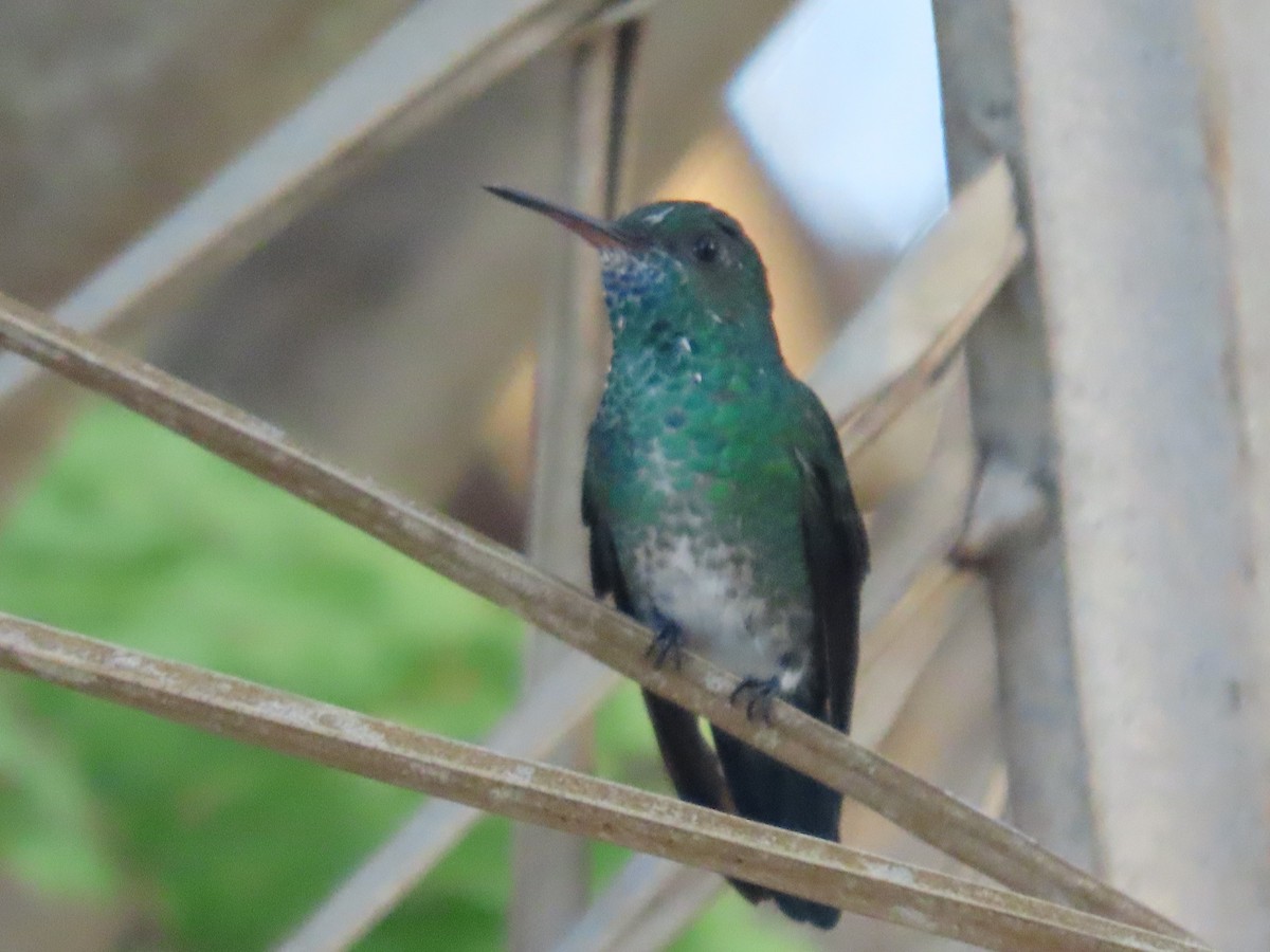 kolibřík modrobradý - ML616358598
