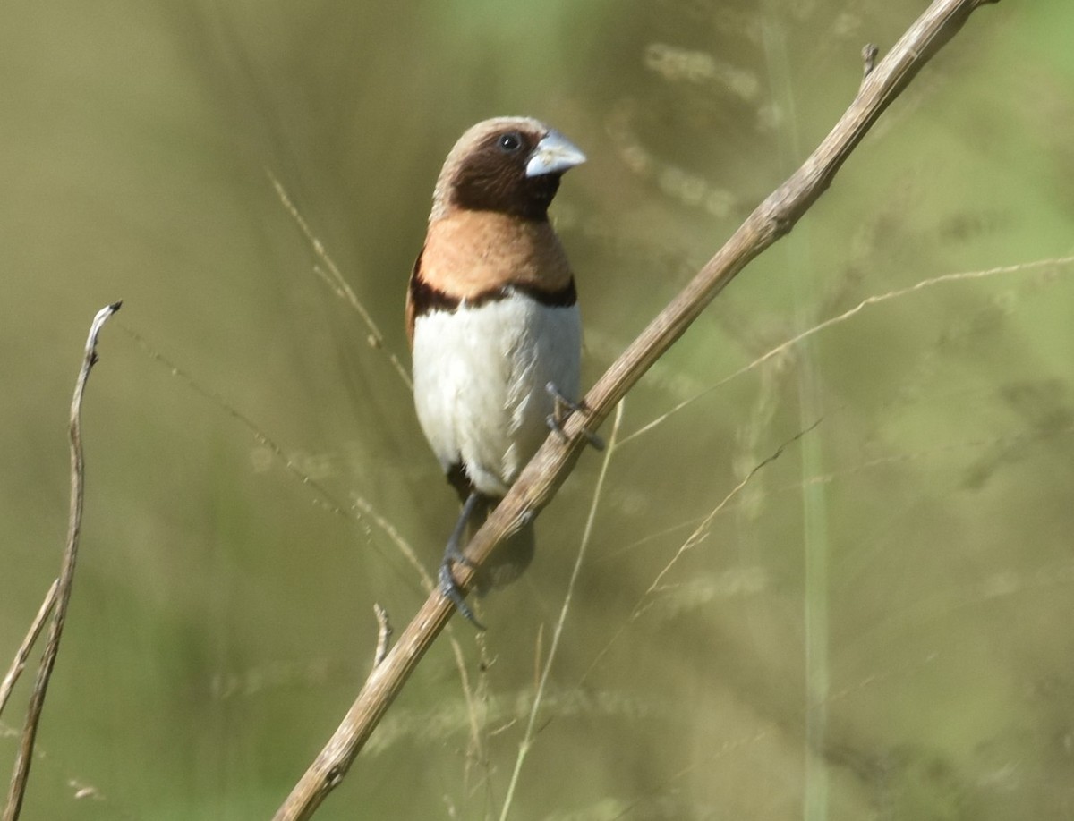 Chestnut-breasted Munia - Mark Tarnawski