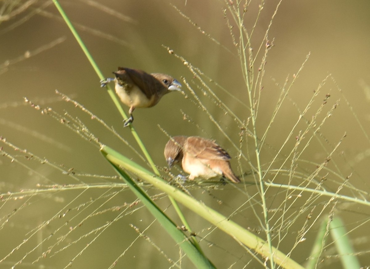 Chestnut-breasted Munia - Mark Tarnawski