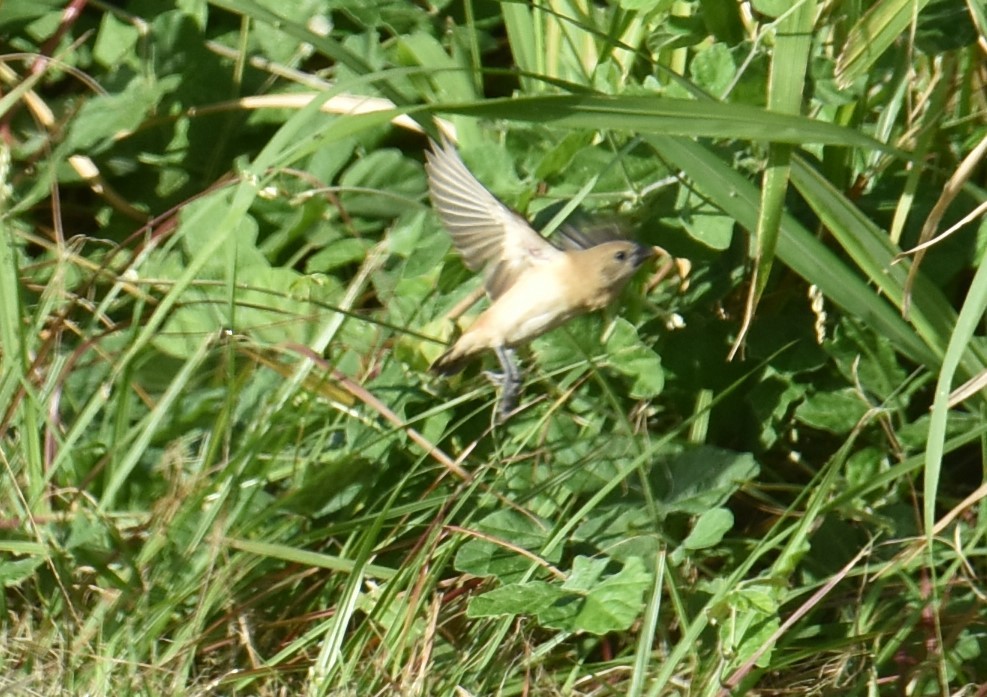 Chestnut-breasted Munia - Mark Tarnawski