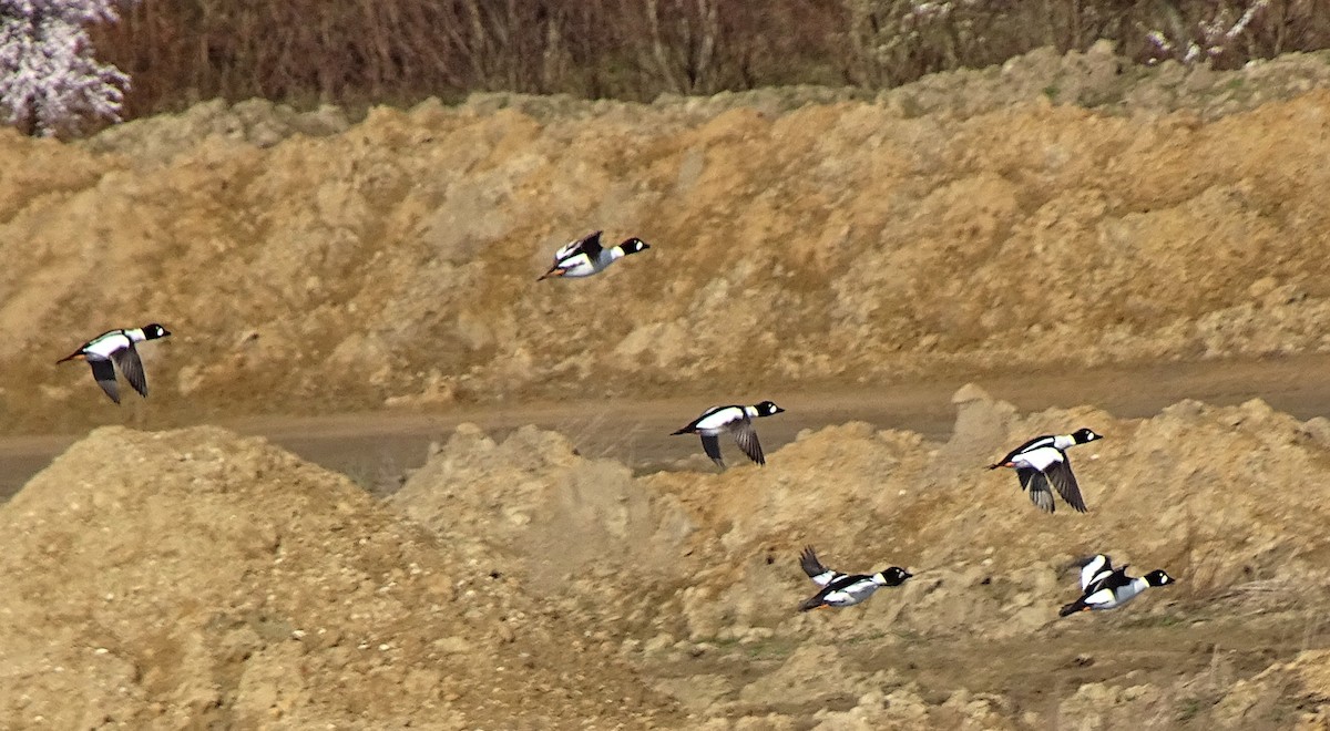 Common Goldeneye - Igor Uřinovský