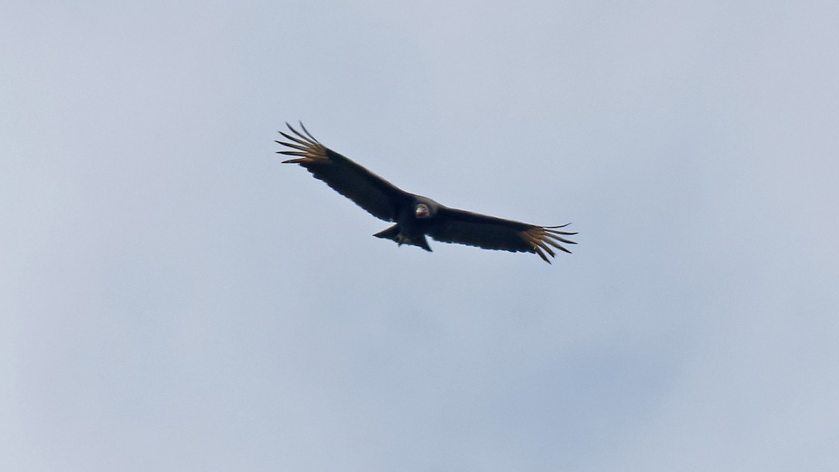 Turkey Vulture - ML616358631