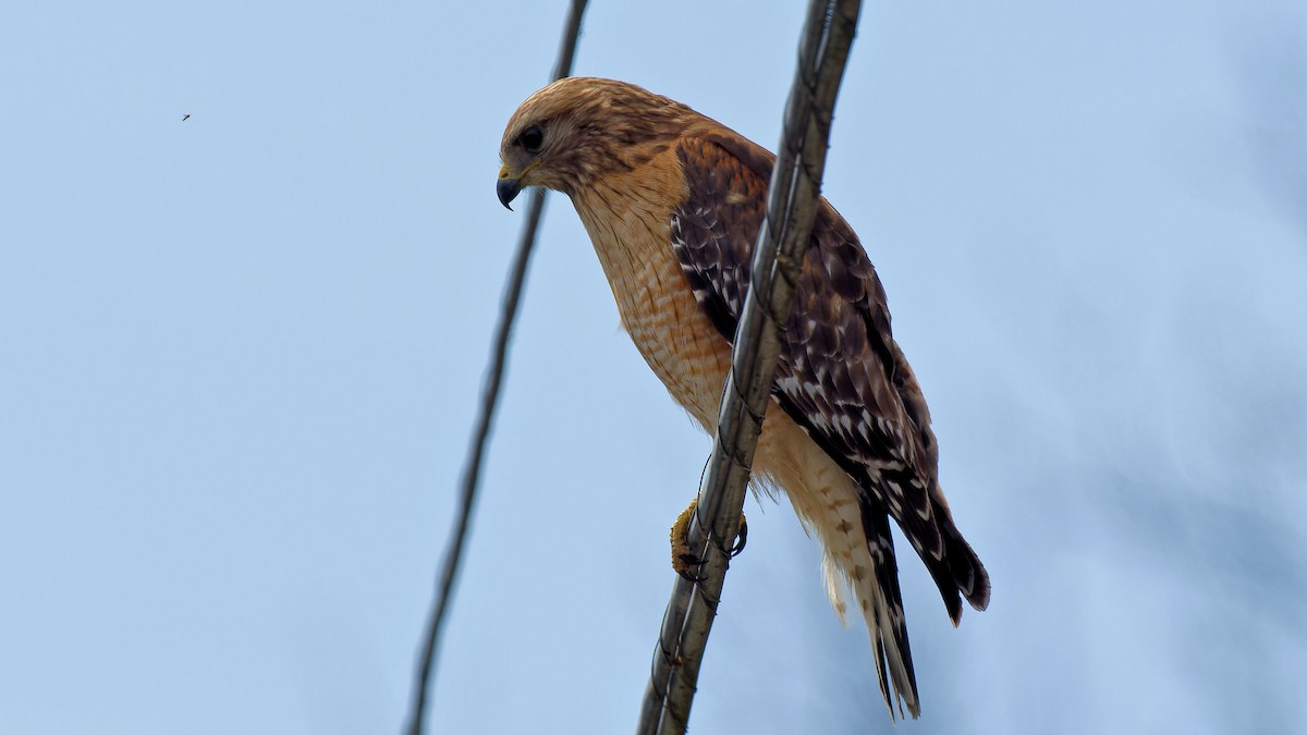 Red-shouldered Hawk - ML616358639