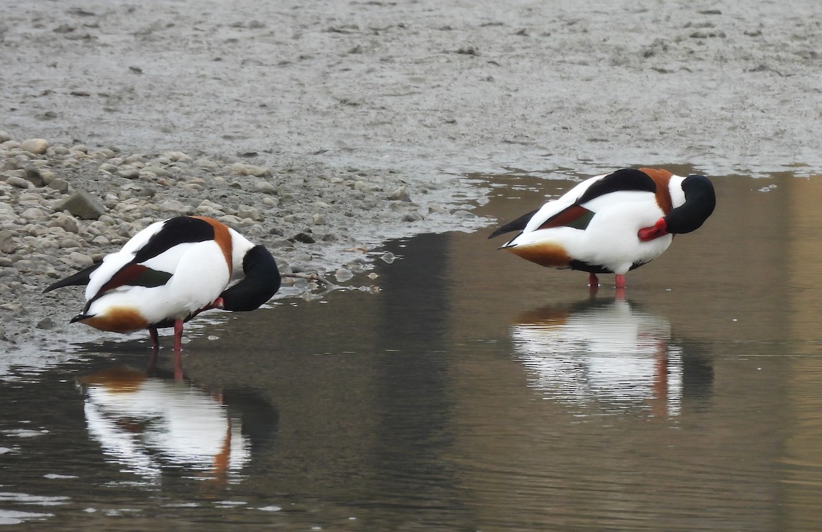 Common Shelduck - ML616358644