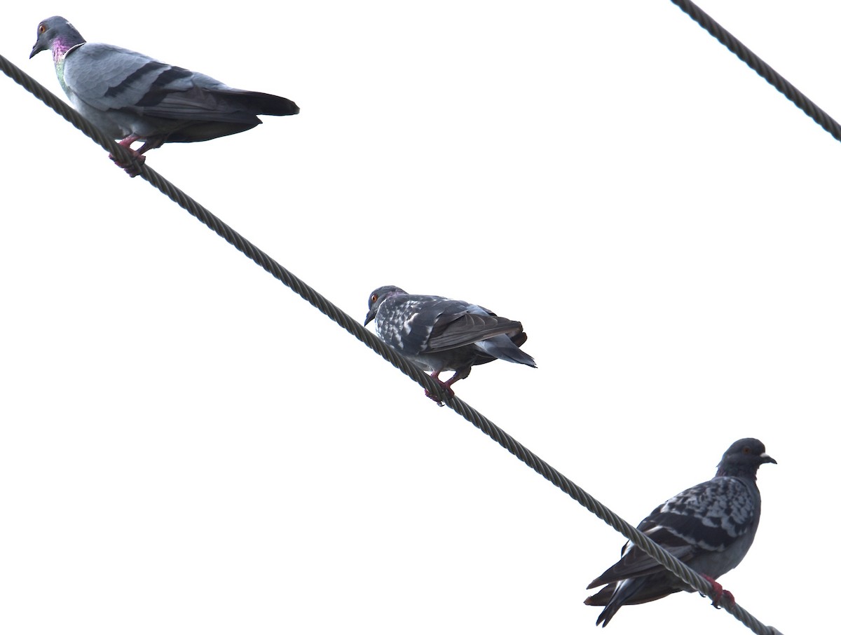 Rock Pigeon (Feral Pigeon) - Mark Tarnawski