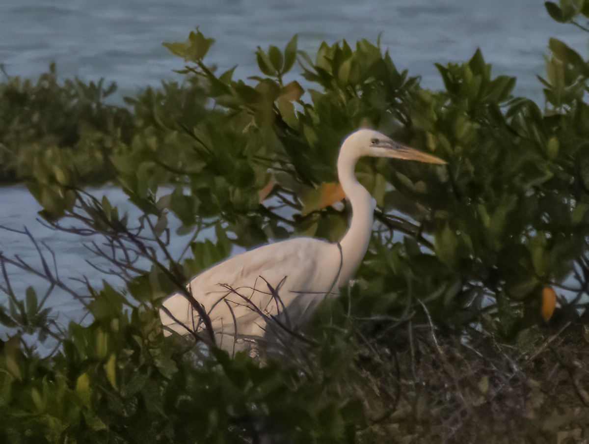 Great Blue Heron (Great White) - Susan Davis