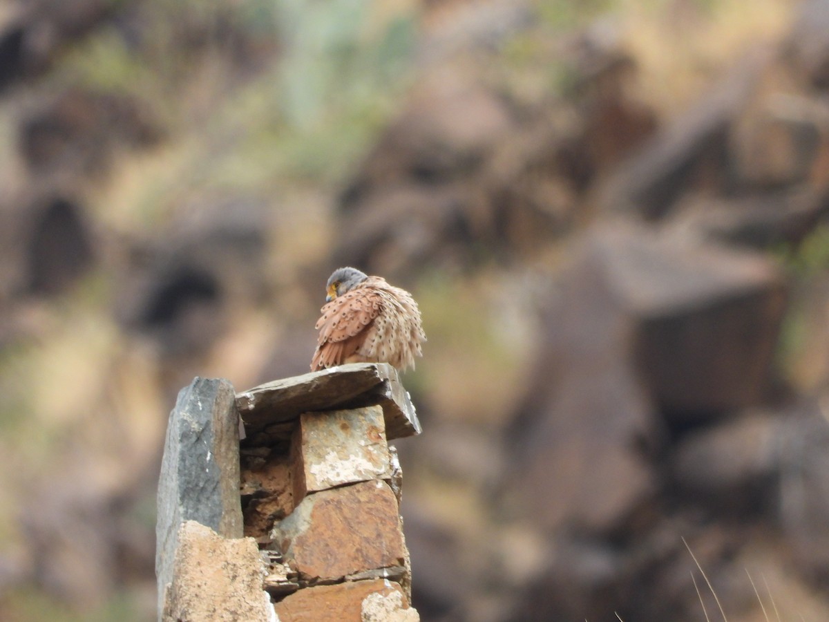 Eurasian Kestrel - Sławomir Karpicki