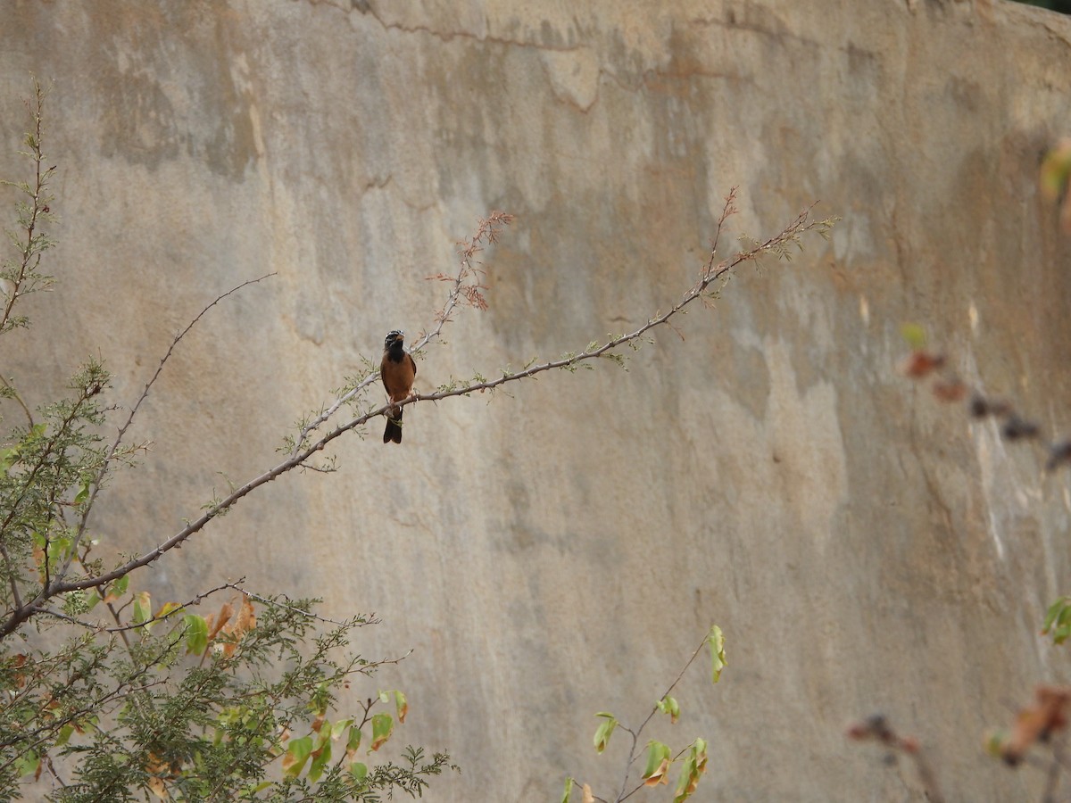 Cinnamon-breasted Bunting - ML616358780