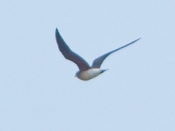 Oriental Pratincole - Dan Brown