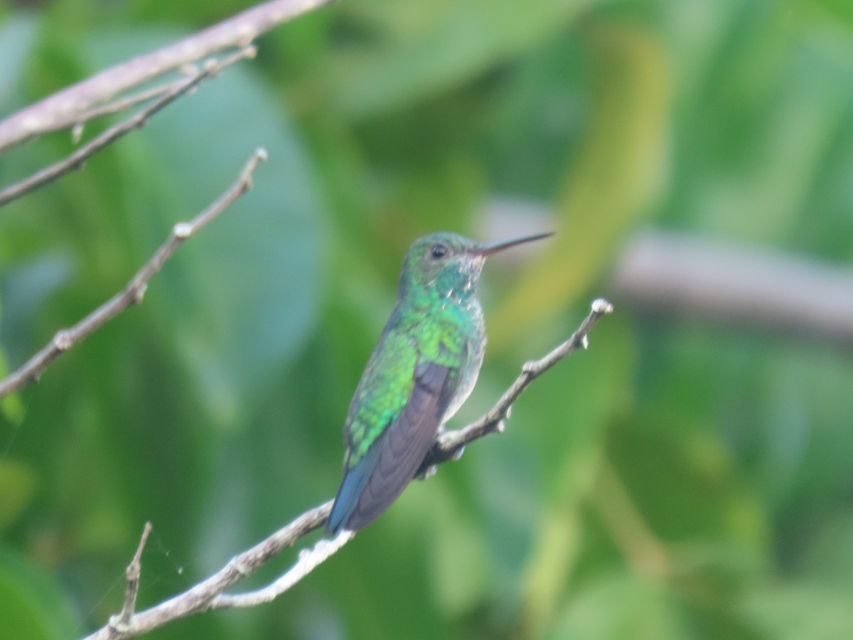 kolibřík modrobradý - ML616358827