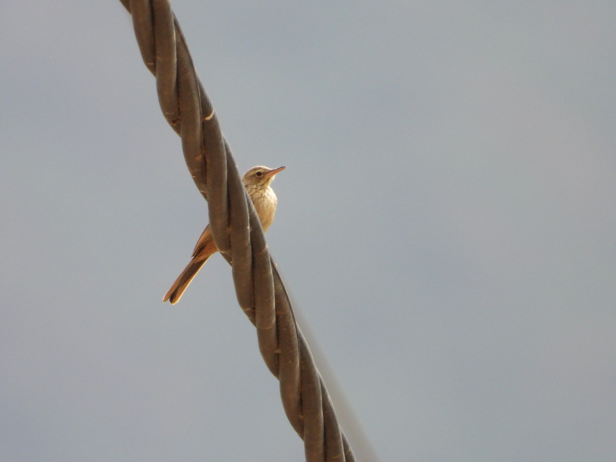 African Pipit - ML616358839